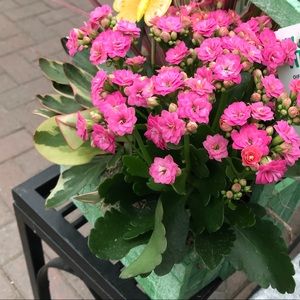 Meet your Posher, Sivan